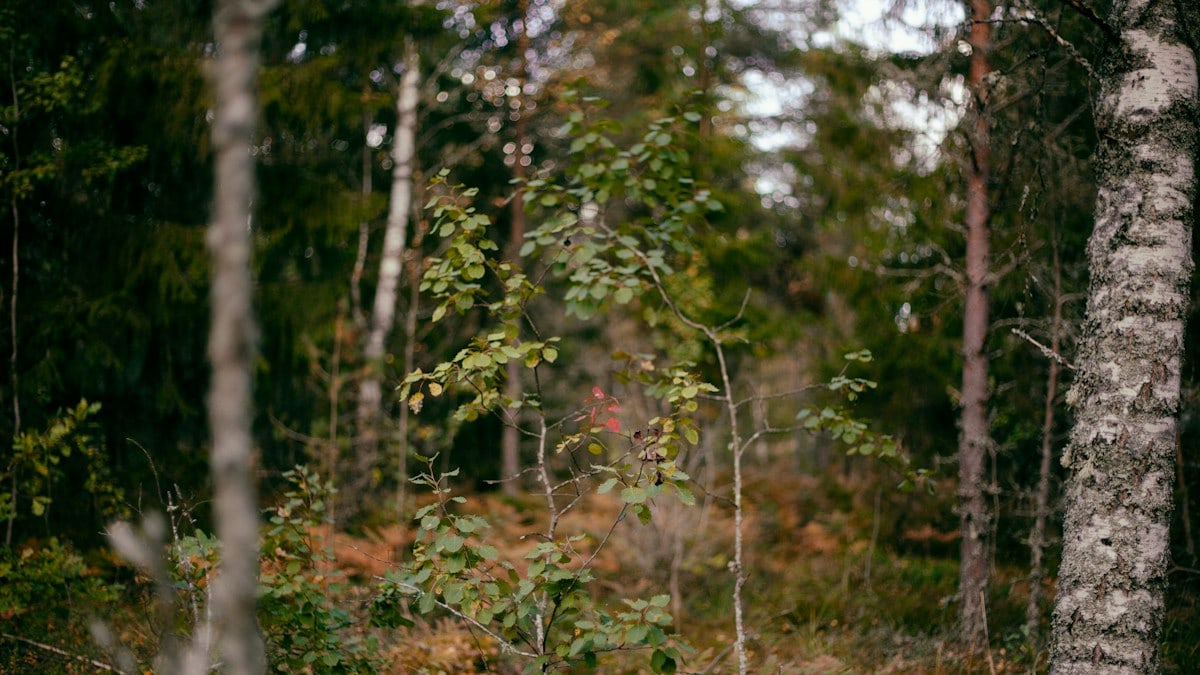 a small tree in the middle of a forest
